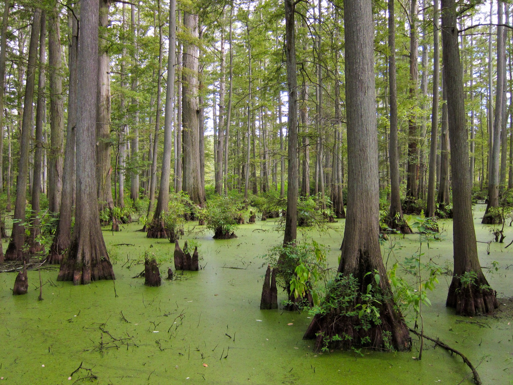 Heron Pond, Cache River State Natural Area