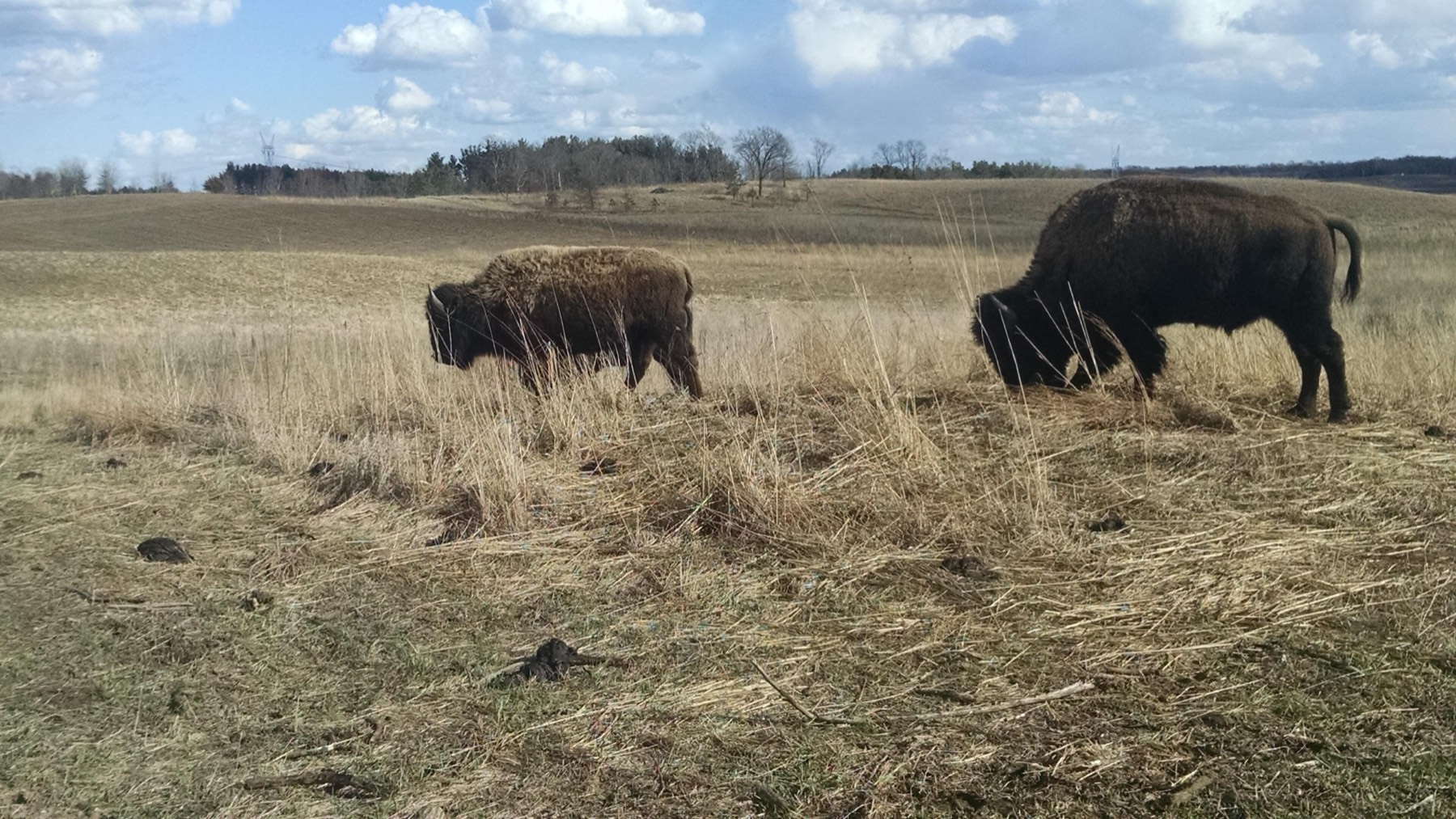 Nachusa Grasslands